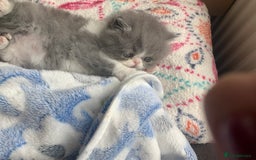 Persian cats for sale: Pedigree Persian Kittens - Image 10