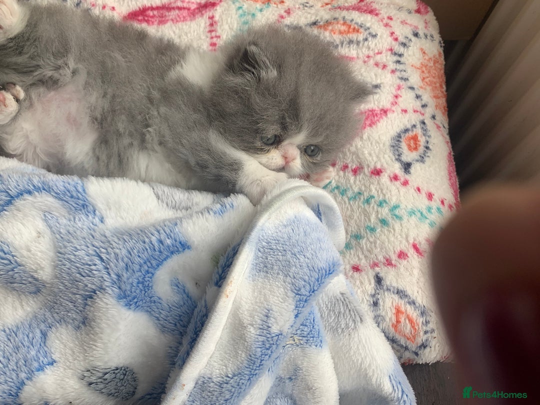 Persian cats for sale: Pedigree Persian Kittens - Image 10