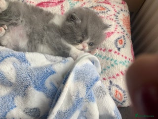 Persian cats - Advert 4