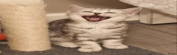 Scottish Fold cats for sale: Last Scottish Straight Silver Tabby Boy Available - Advert 20