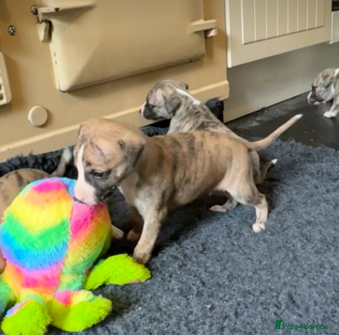 Whippet dogs for sale: Beautiful KC Whippet pups 5 boys - Image 27