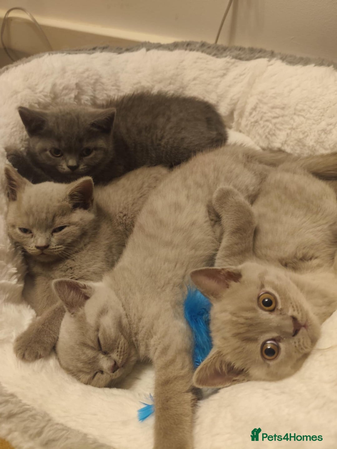 British Shorthair cats for sale: 🐾 4 Scottish Folds are looking loving homes ♥️💫 - Advert 14