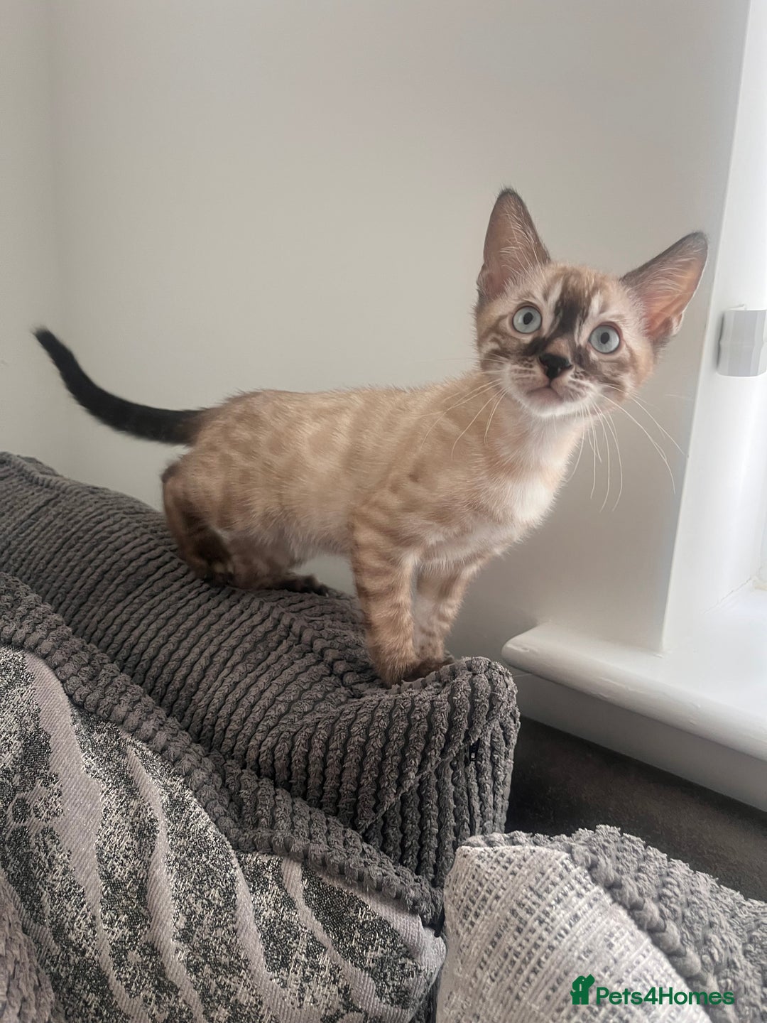 Bengal cats for sale: Stunning full pedigree bengal kittens *READY*  - Image 19