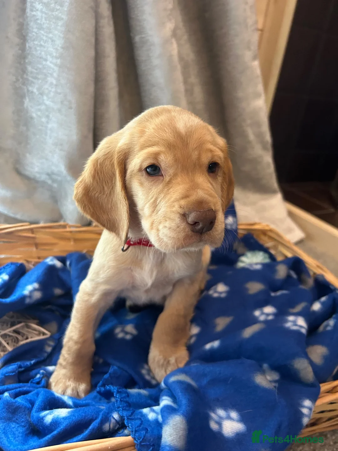 Cocker Spaniel dogs for sale: Cocker spaniel puppy’s  - Advert 19