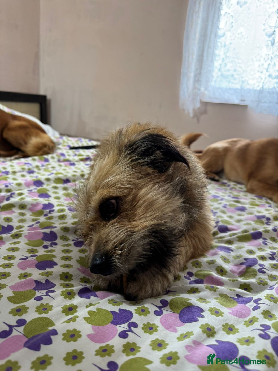 Mixed Breed dogs for adoption: 🐾 Meet COOKIE – Your Little Ray of Sunshine ☀️💛 - Advert 5
