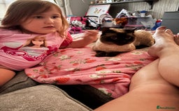 Balinese cats for sale: Male Balinese 1yr old - Image 5