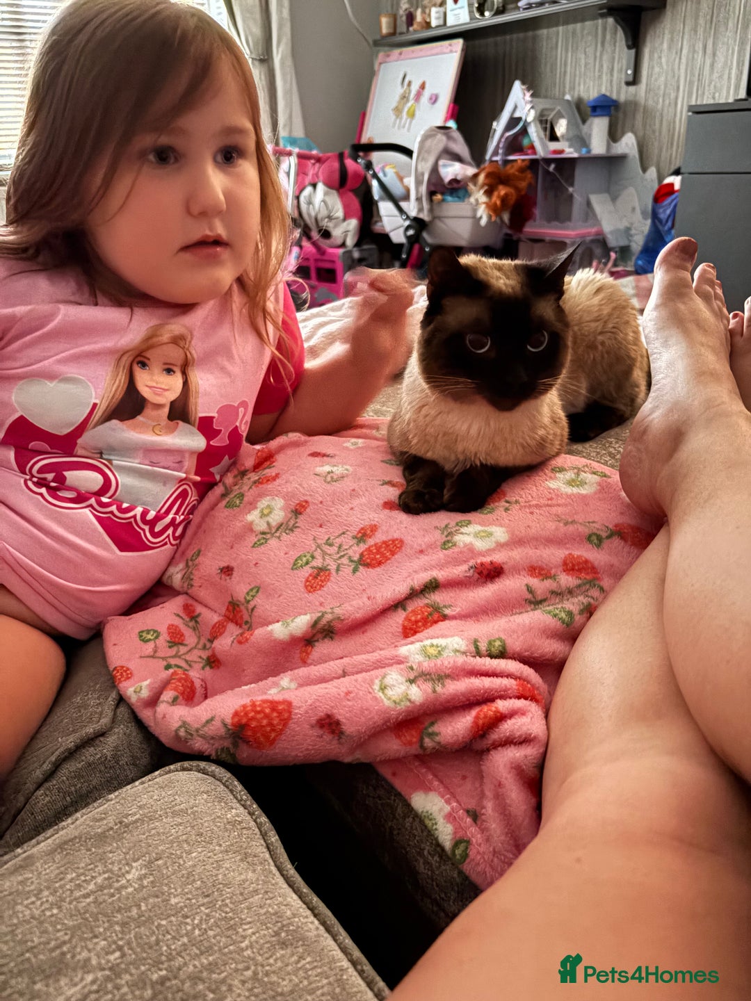 Balinese cats for sale: Male Balinese 1yr old - Image 5