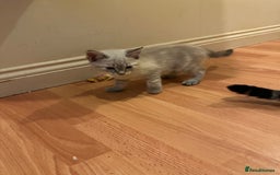 Mixed Breed cats for sale: 4 friendly kittens, ready now. - Image 7