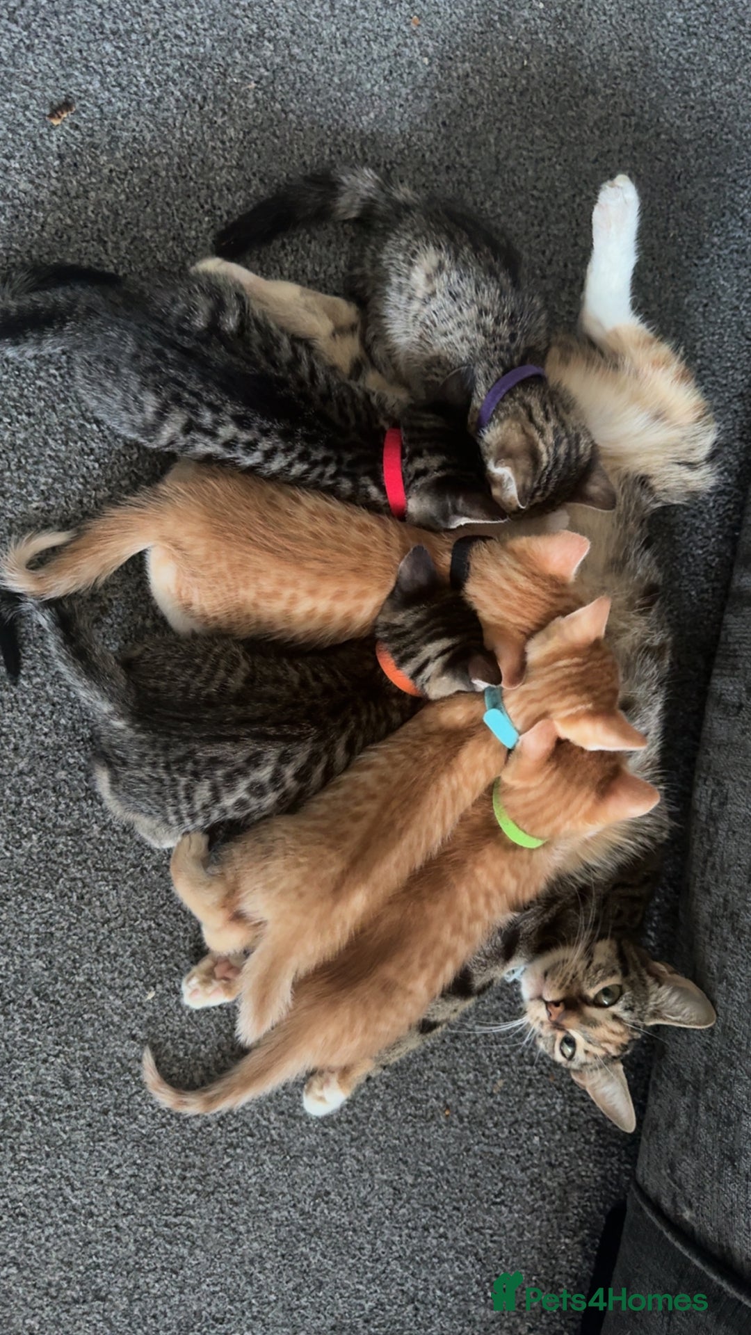 Mixed Breed cats for sale: Kittens available to leave 12th Oct - Image 3