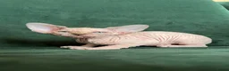 Sphynx cats for sale: Quality Health Tested Sphynx Kittens  - Advert 12