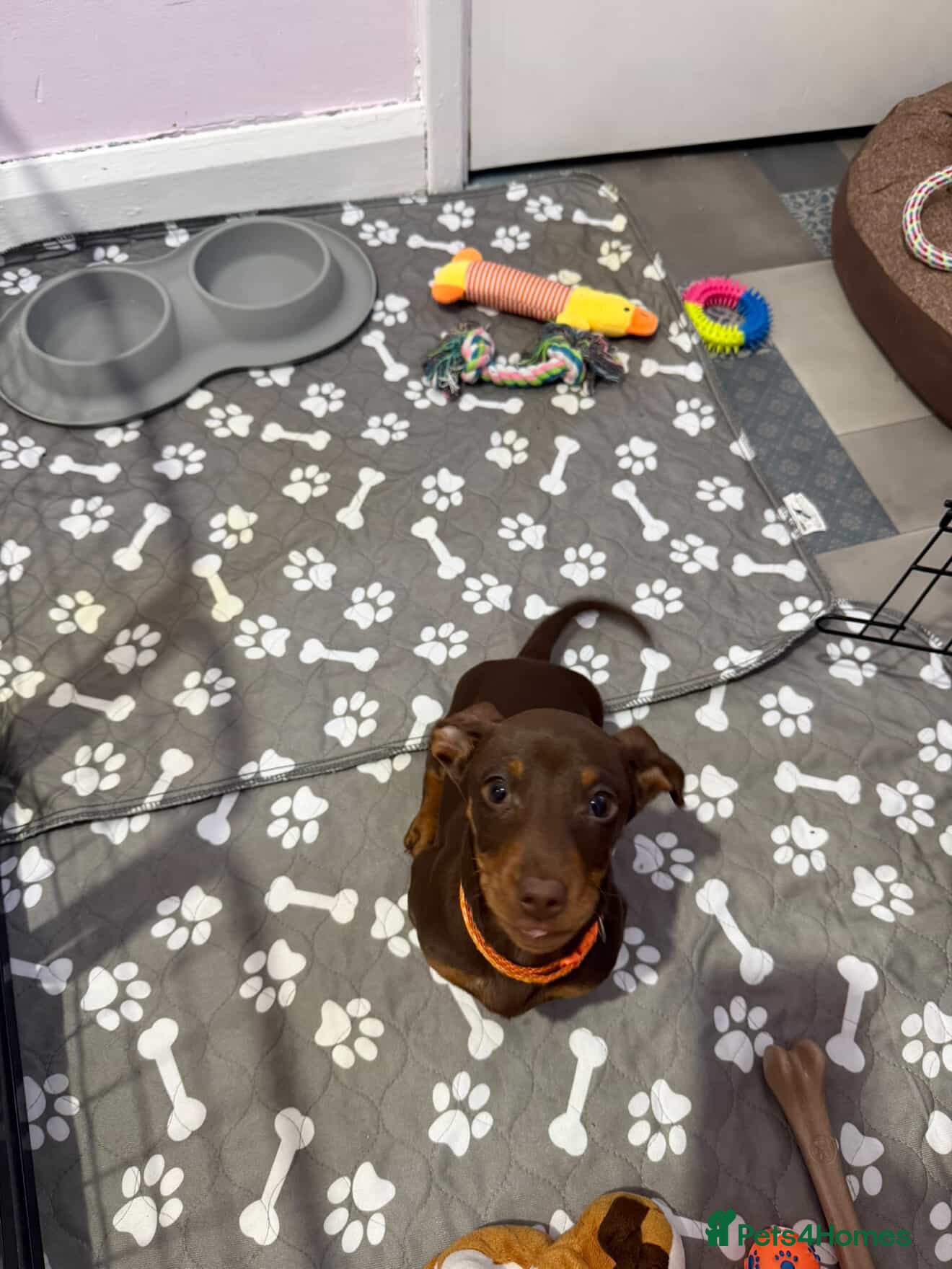 Miniature Dachshund dogs Rehoming beautiful 3-month-old Mini Dachshund - Advert 2