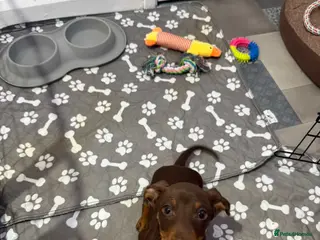 Miniature Dachshund dogs Rehoming beautiful 3-month-old Mini Dachshund - Advert 1