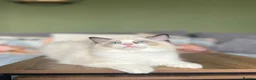 Ragdoll cats for sale: Cute chunky purring ragdoll girls - Advert 17