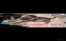 German Shepherd dogs for sale: 🐾Adorable 8-Week-Old German shepherd puppies🐾 - Image 11