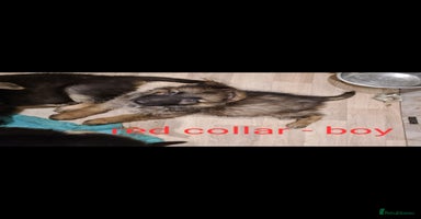 German Shepherd dogs - Advert 1