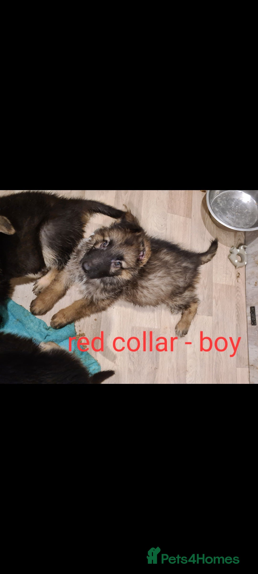 German Shepherd dogs for sale: 🐾Adorable 8-Week-Old German shepherd puppies🐾 - Image 11