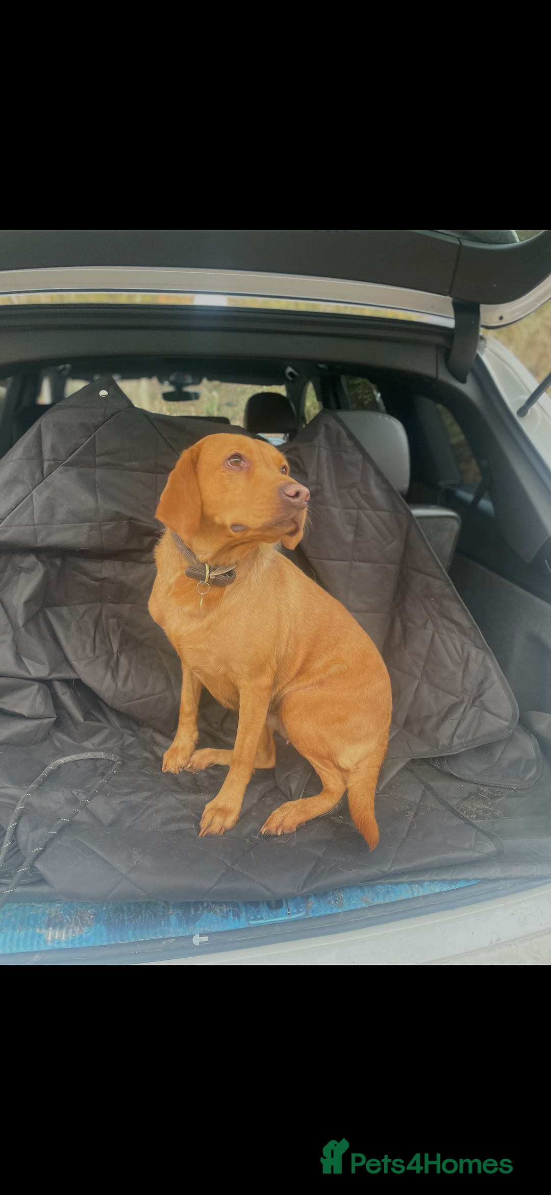 Labrador Retriever dogs for sale: Velvet black old English Labrador puppies  - Advert 14