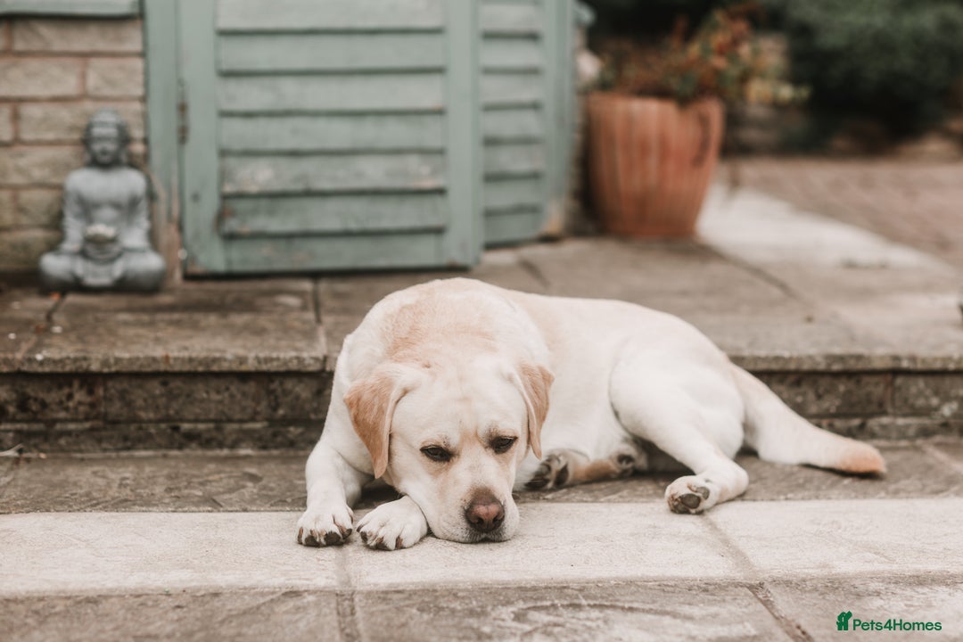Labrador Retriever dogs for stud: Charlie  - Image 8