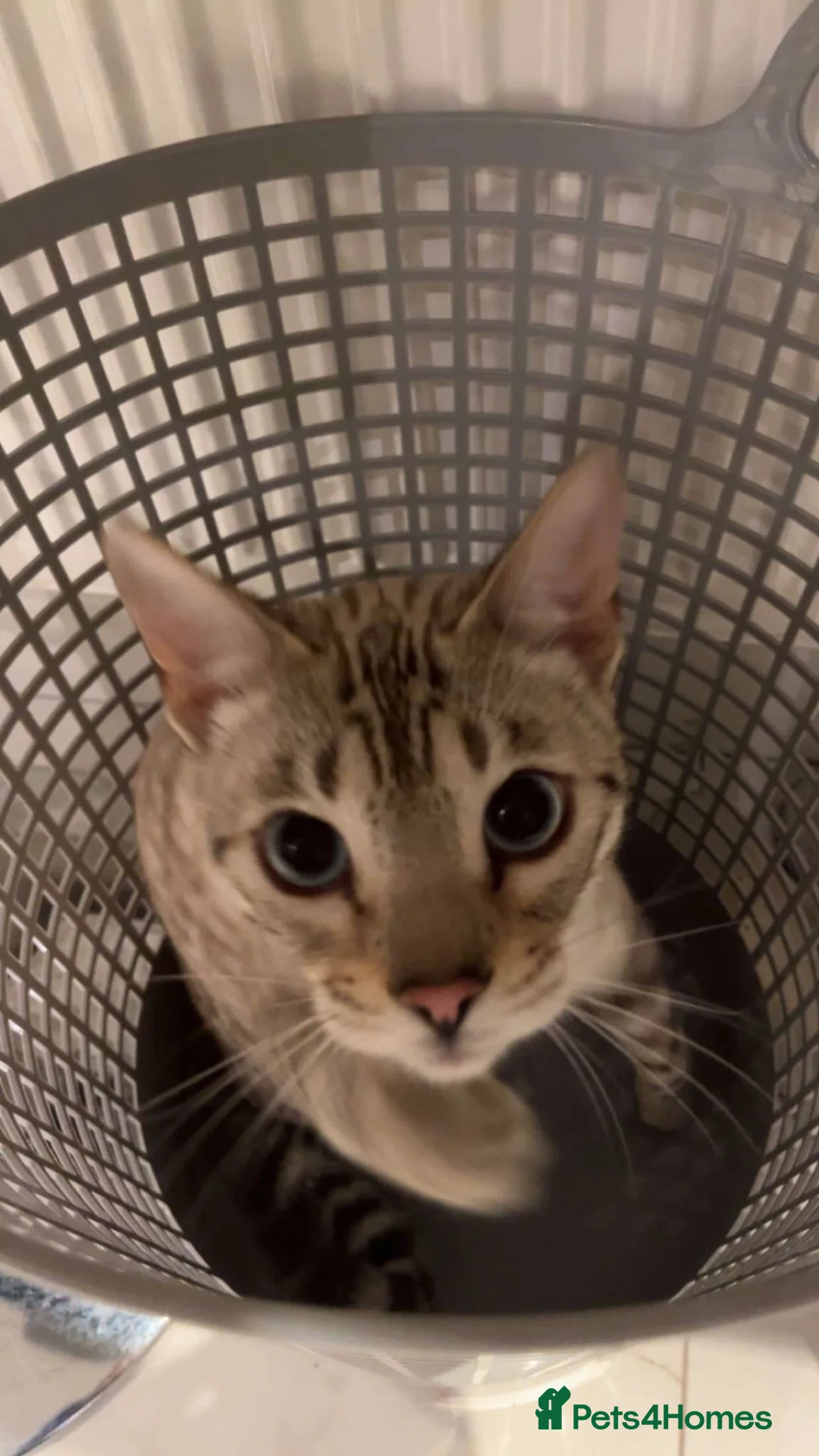 Bengal cats for sale: 🔥🏆Stunning Tica registered snow bengal 🔥🏆 - Advert 5