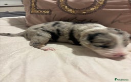 Border Collie dogs for sale: Border collie puppy’s ready to reserve  - Image 28