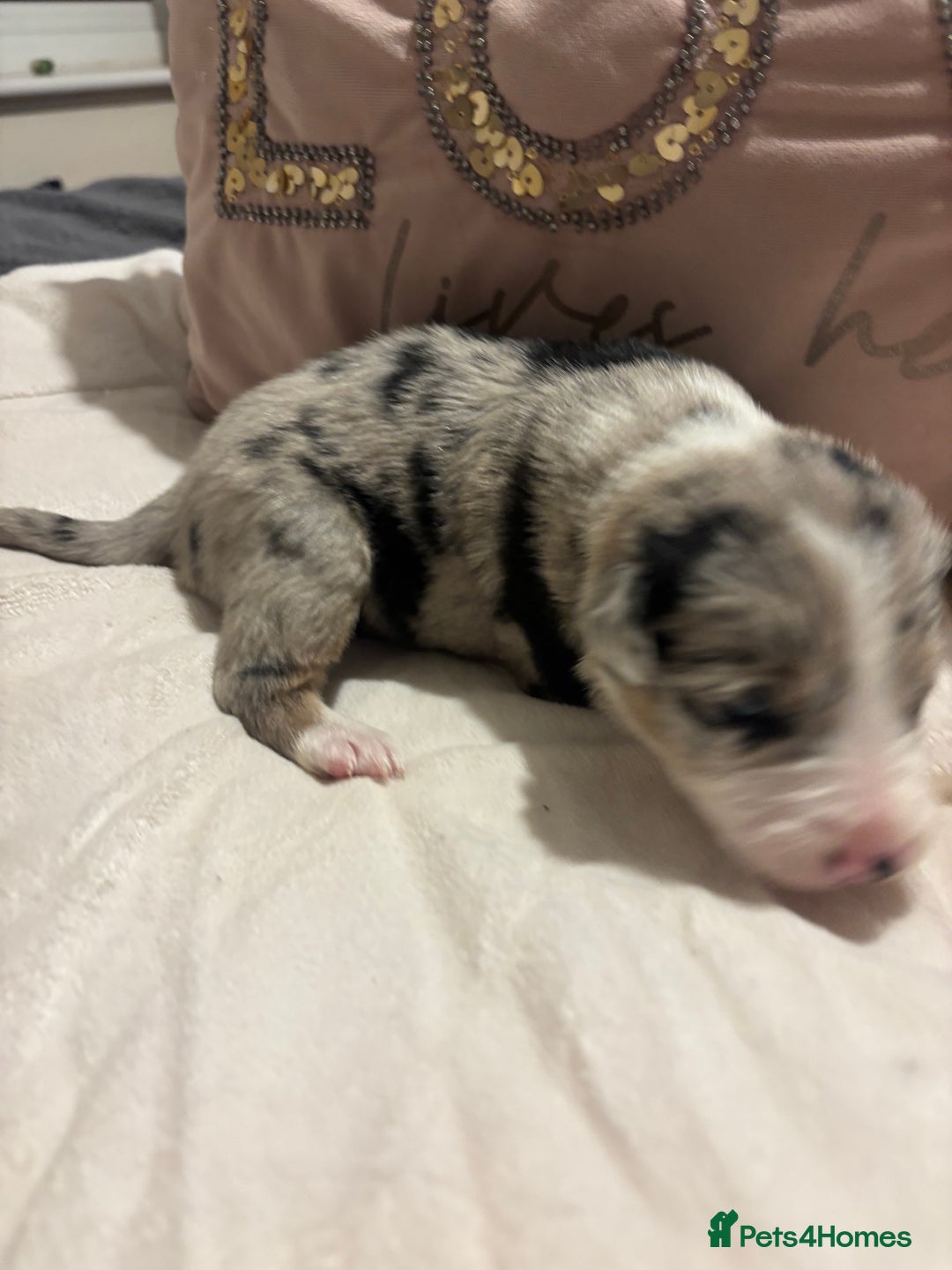 Border Collie dogs for sale: Border collie puppy’s ready to reserve  - Image 28