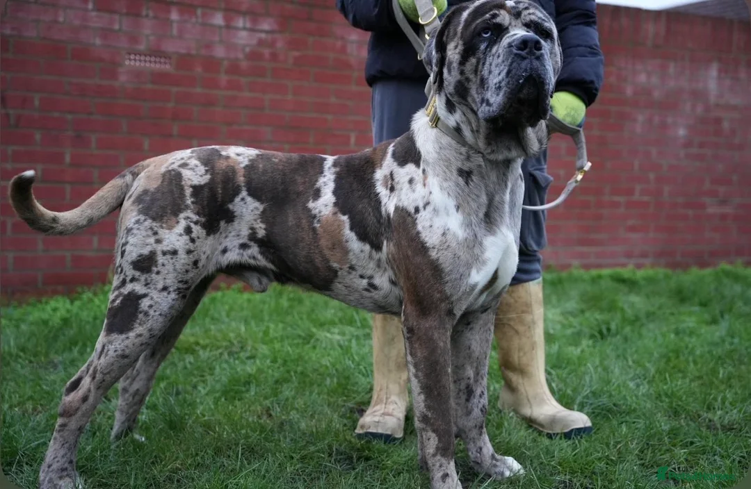 Mixed Breed dogs for sale: cane corso - Advert 2