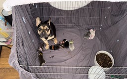 French Bulldog dogs for sale: French bulldog puppies for sale - Image 18