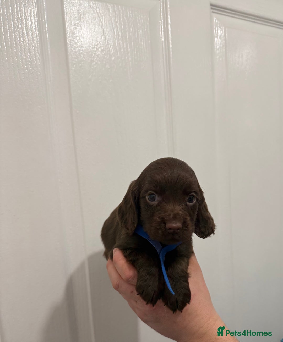 Cocker Spaniel dogs for sale: PEDIGREE COCKER SPANIEL PUPPIES  - Advert 5