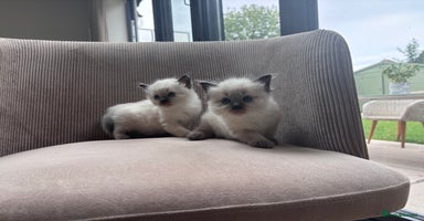 Ragdoll cats - Advert 11