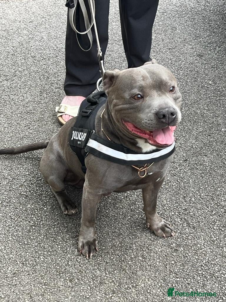 Staffordshire Bull Terrier dogs Stud for breeding in Ilkeston - Advert 1