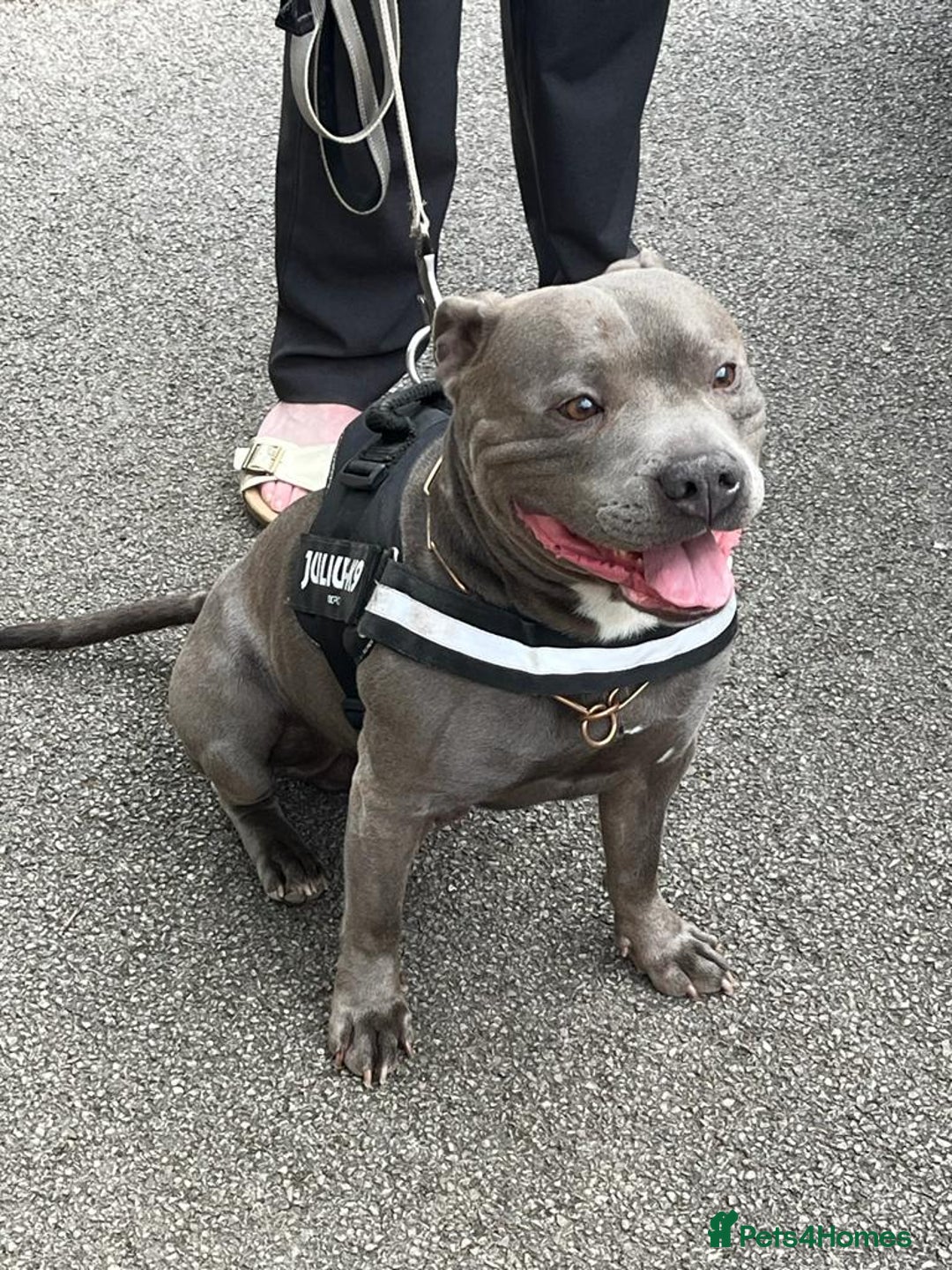 Staffordshire Bull Terrier dogs for stud: Stud for breeding in Ilkeston - Advert 1