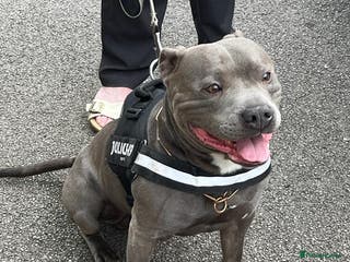 Staffordshire Bull Terrier dogs Stud for breeding in Ilkeston - Advert 9