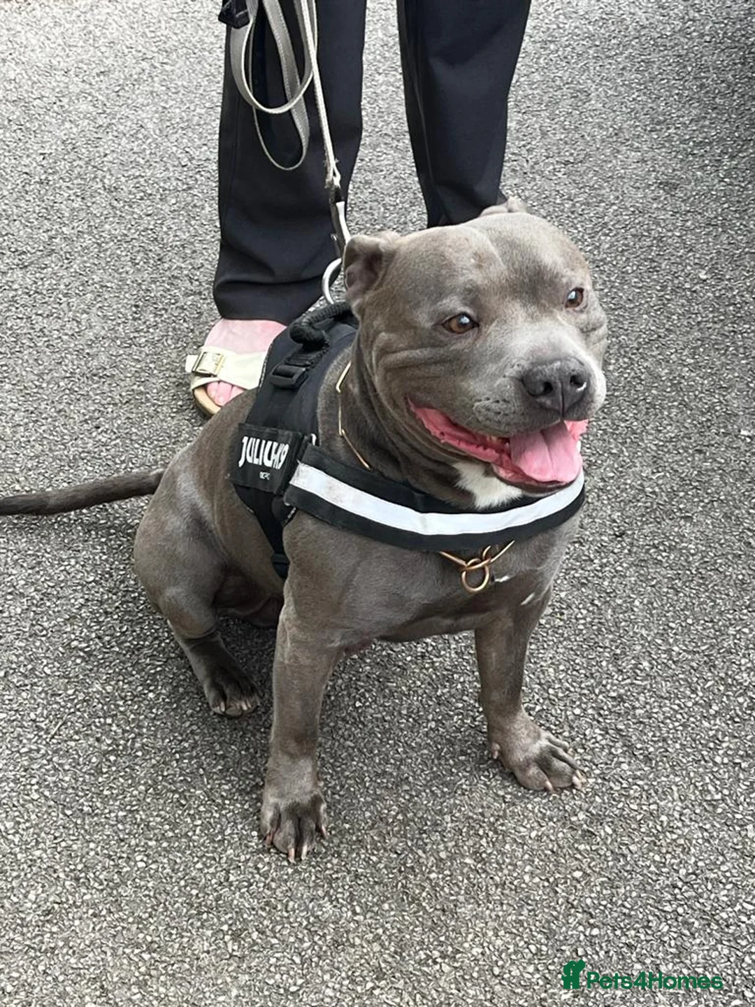 Staffordshire Bull Terrier dogs for stud: Stud for breeding in Ilkeston - Advert 1