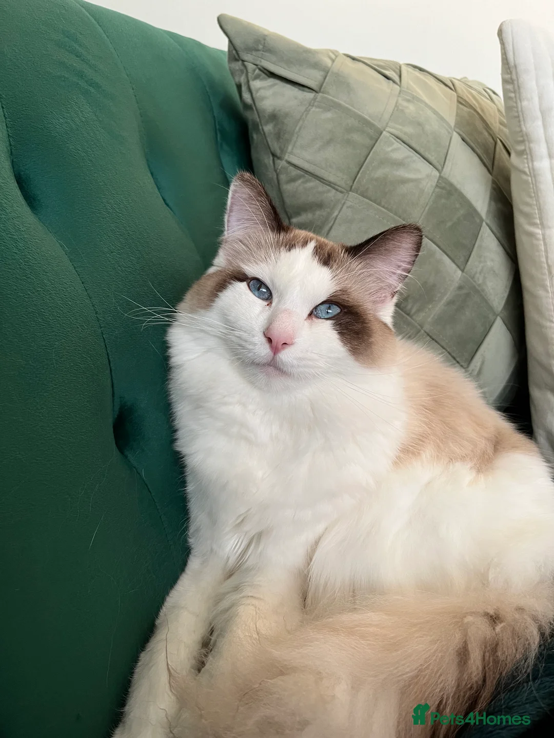 Ragdoll cats for stud: Beautiful Ragdoll available for stud in Liverpool - Advert 5