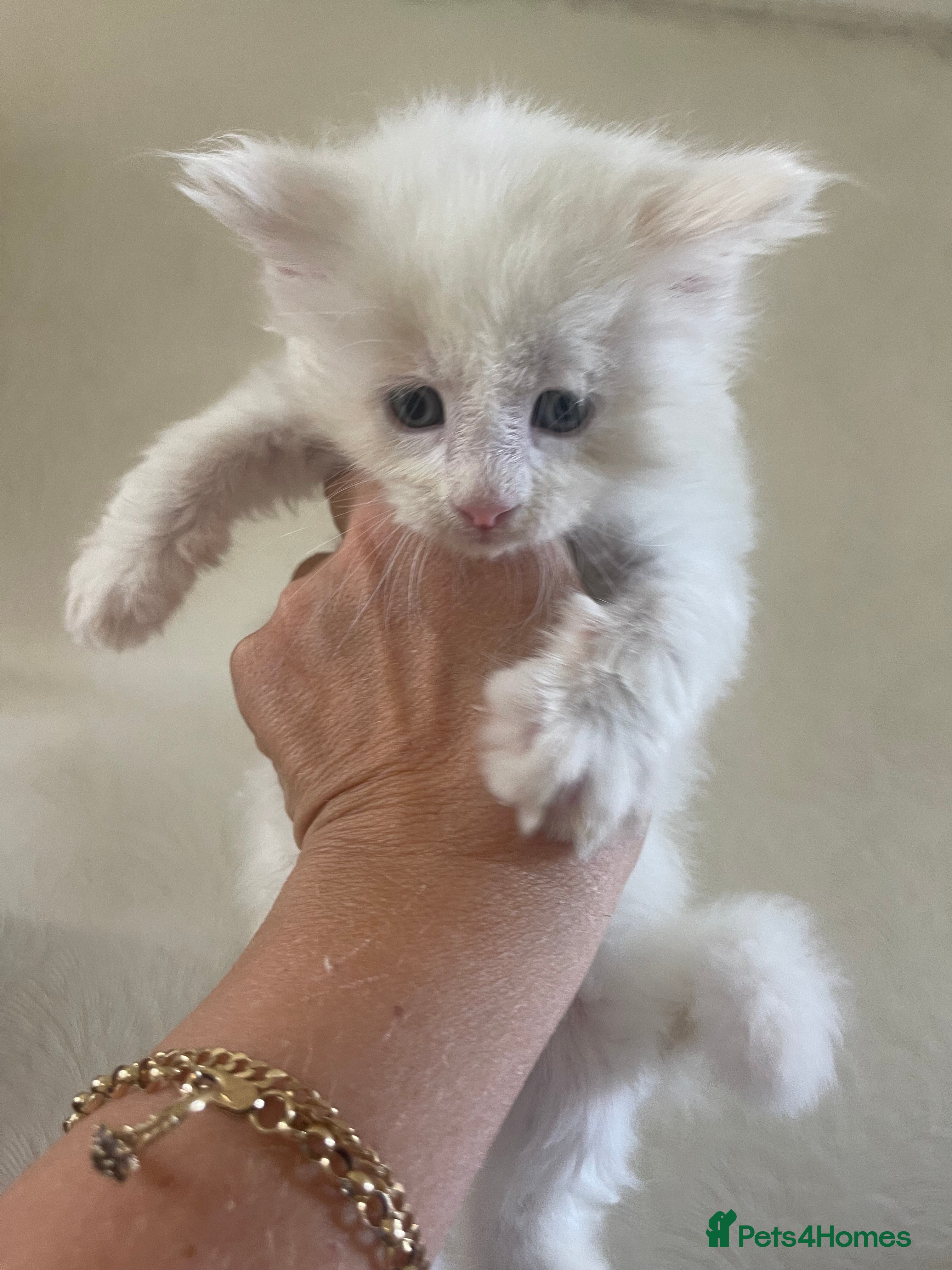 Maine Coon cats for sale: Maine Coon boy - Advert 4