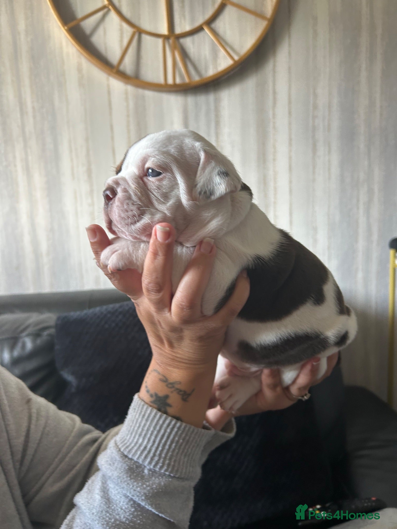 Dorset Olde Tyme Bulldogge dogs ⭐️Beautiful olde English bulldog puppies ⭐️ - Advert 1