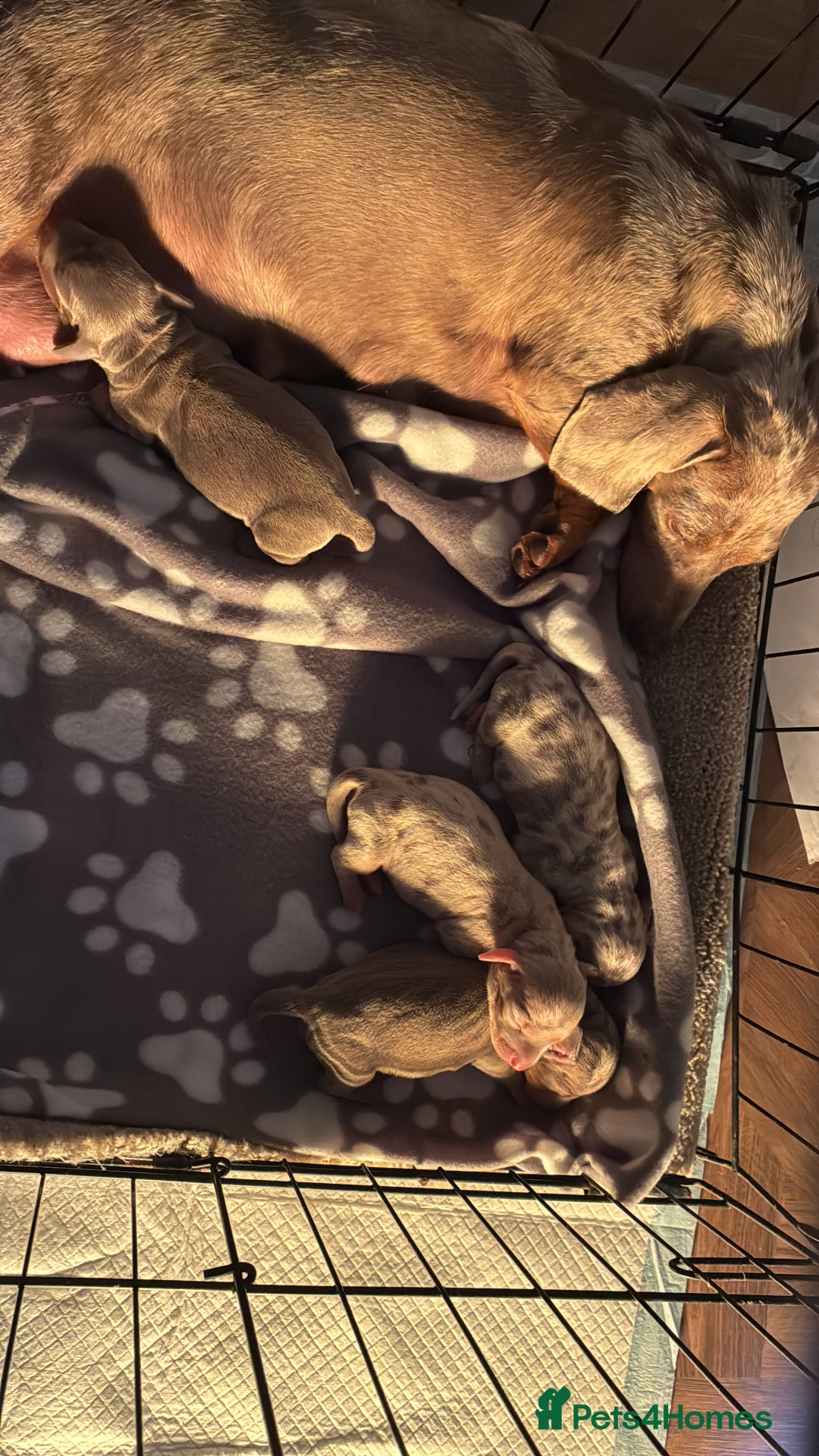 Miniature Dachshund dogs for sale: Beautiful litter of puppy’s  - Image 15
