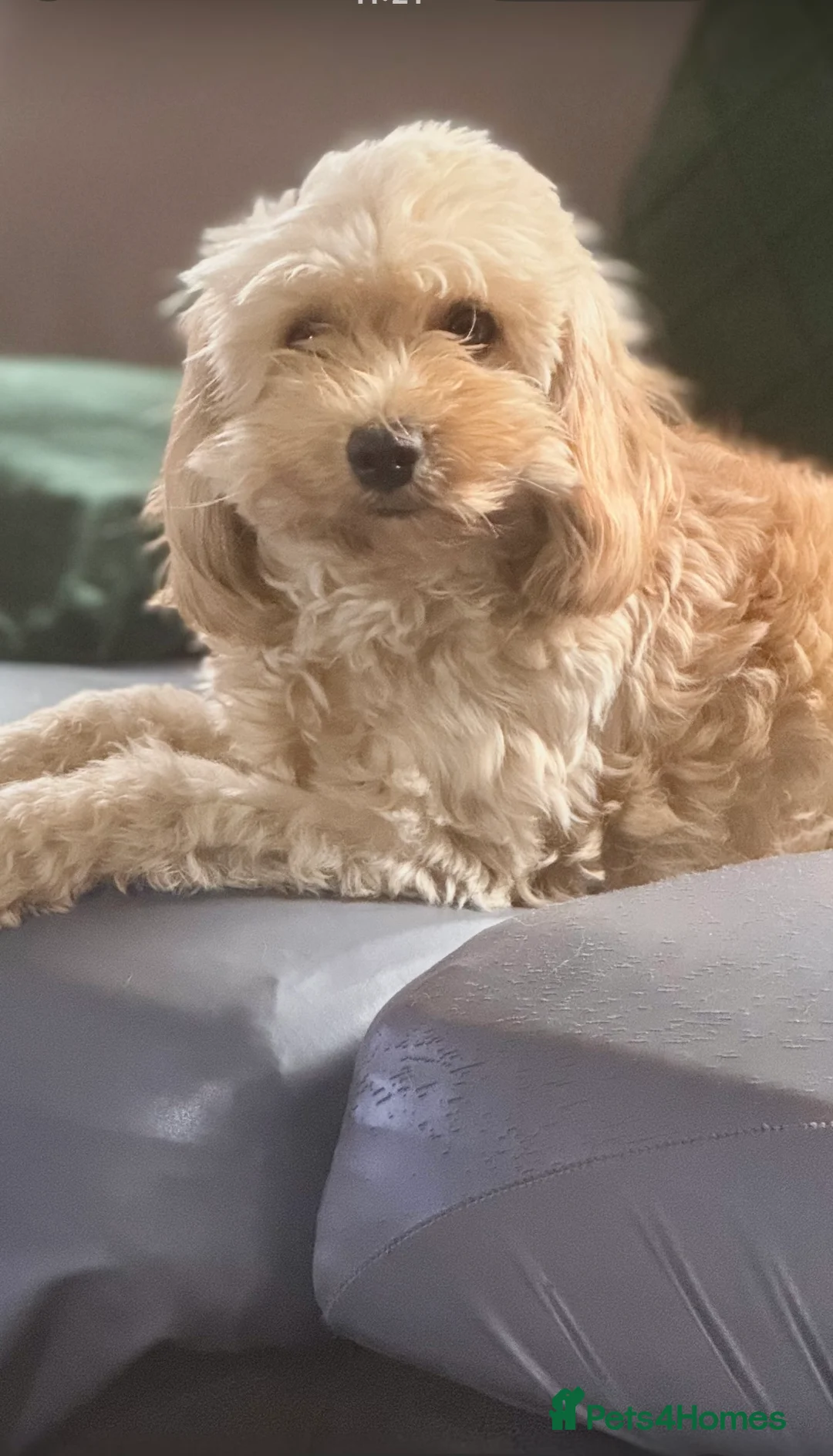 Cavapoo dogs for sale: Puppies DUE in Petersfield - Advert 2