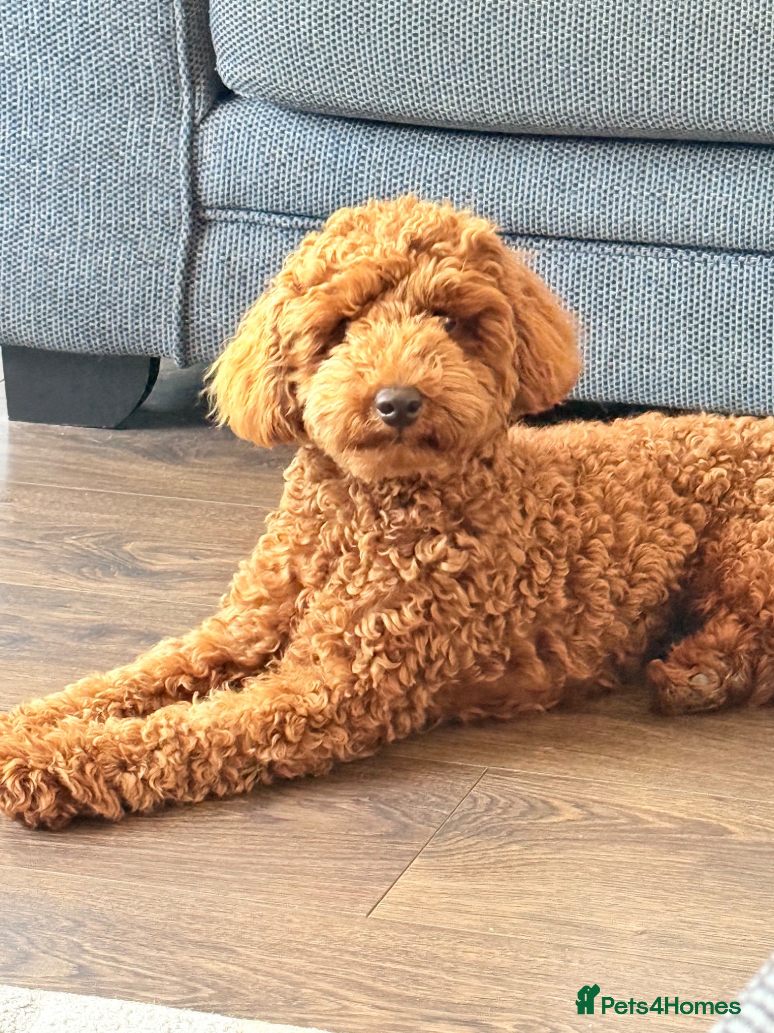 Toy Poodle dogs Toy poodle - Advert 1