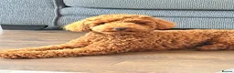 Toy Poodle dogs for sale: Toy poodle - Advert 1