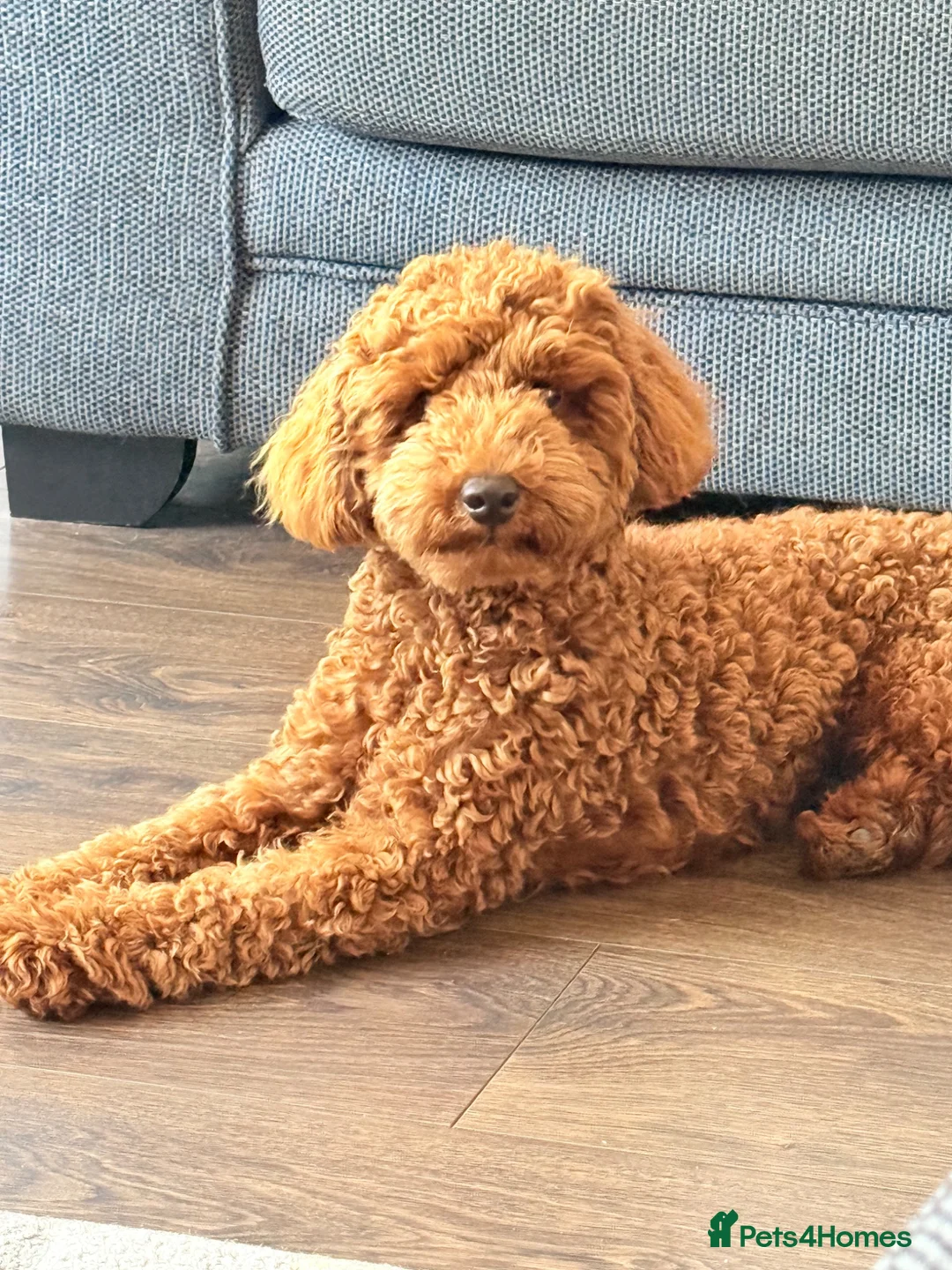 Toy Poodle dogs for sale: Toy poodle - Advert 1