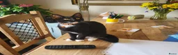 Mixed Breed cats for sale: Kiki, spayed female young cat  - Advert 5