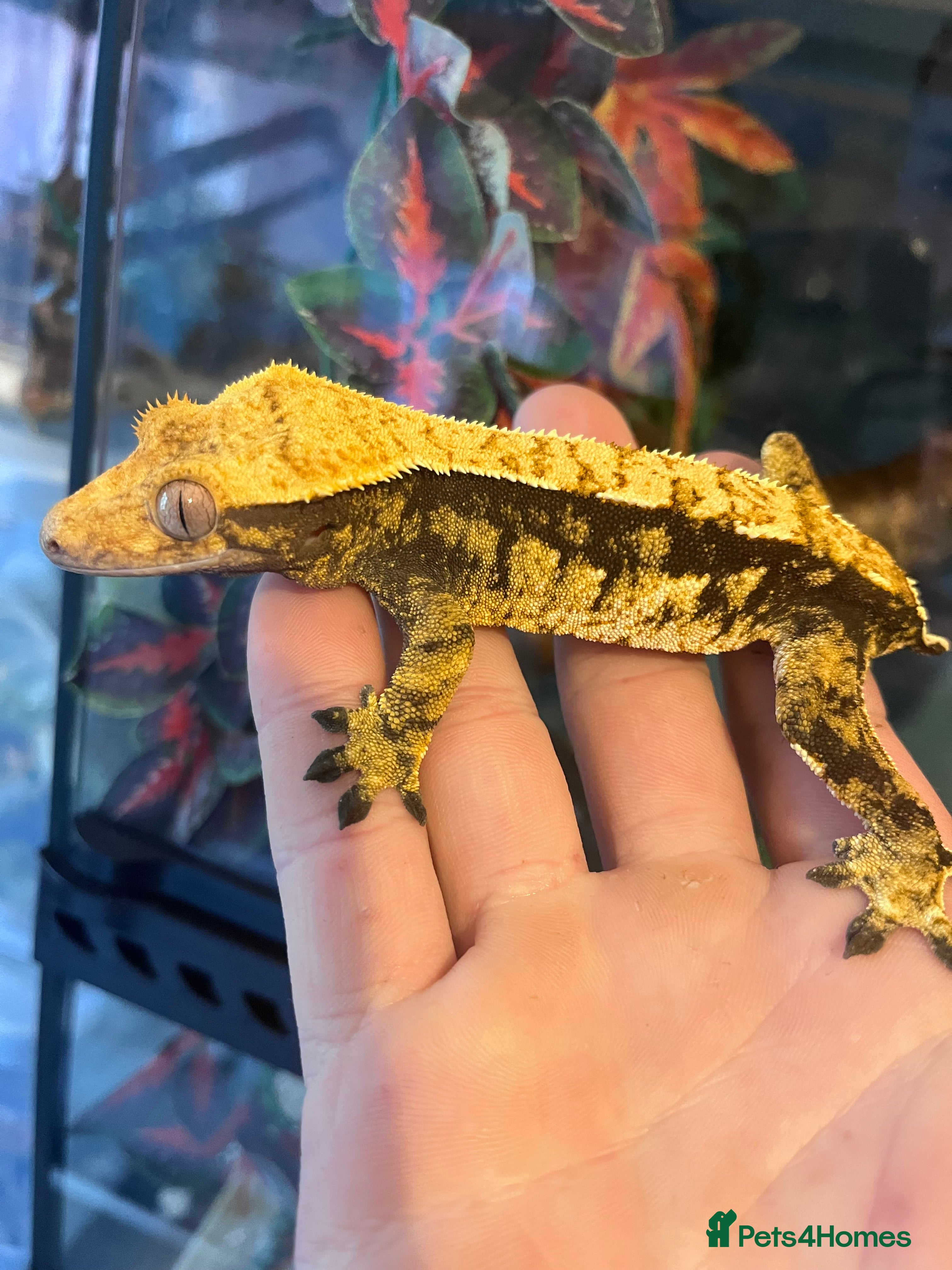 Gecko reptiles Crested geckos for sale  - Advert 14