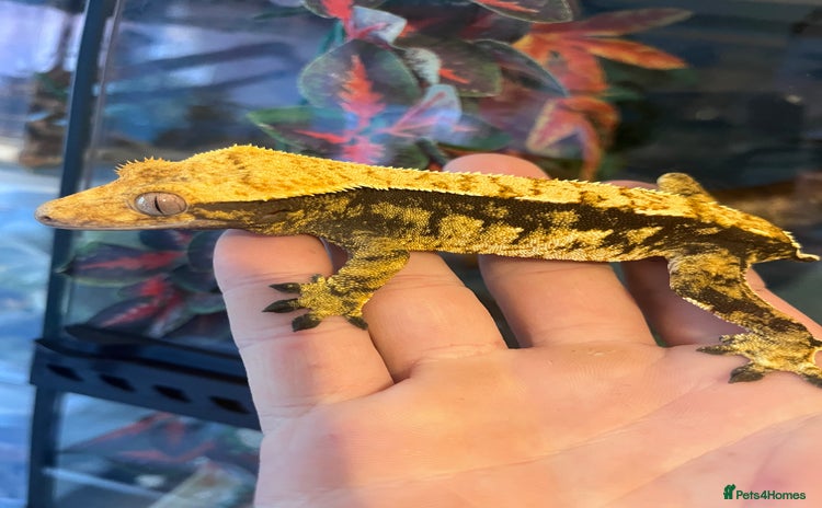 Gecko reptiles - Advert 7