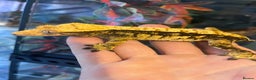 Gecko reptiles for sale: Crested geckos for sale  - Advert 1