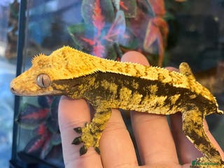 Gecko reptiles Crested geckos for sale - Advert 21