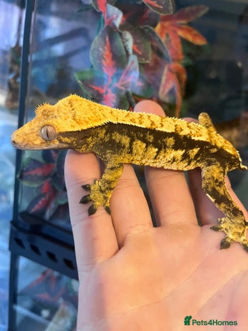 Gecko reptiles - Advert 3