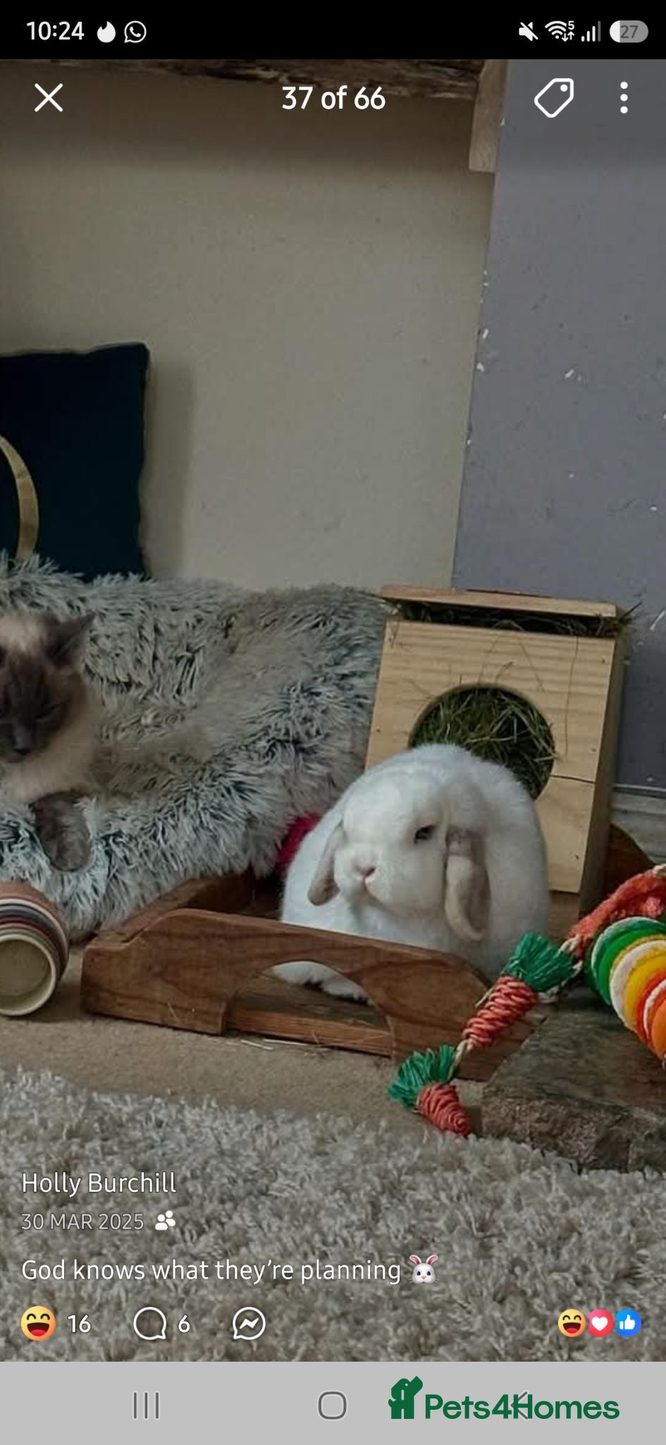 Mini Lop rabbits 2 Male Mini lops bonded  - Advert 1