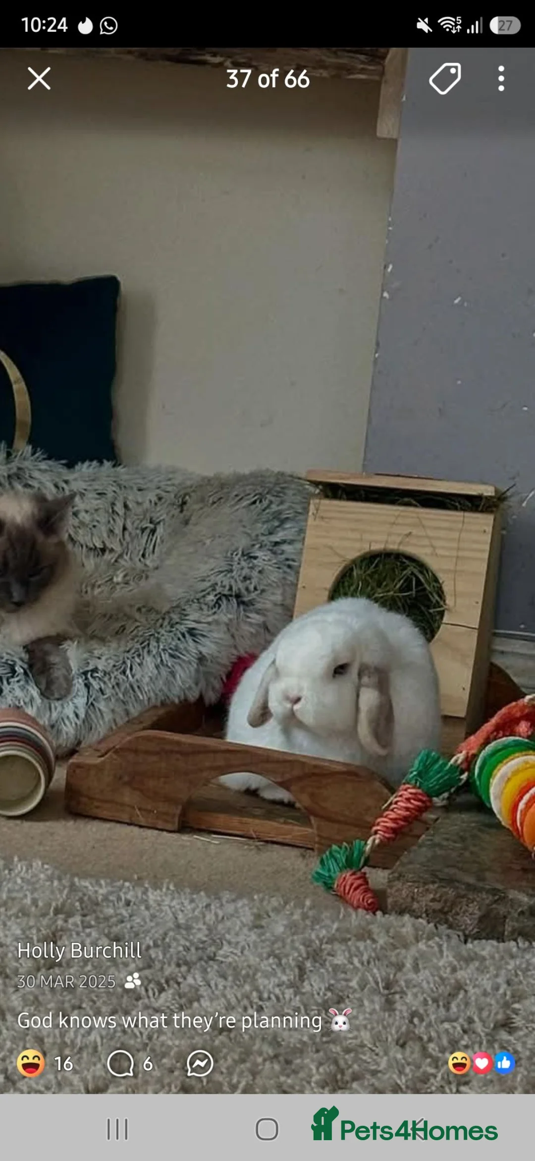 Mini Lop rabbits for sale: 2 Male Mini lops bonded  - Advert 1