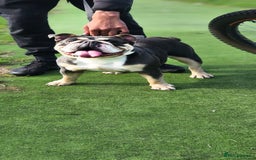 English Bulldog dogs for sale: English Bulldog lilac tri  - Image 1